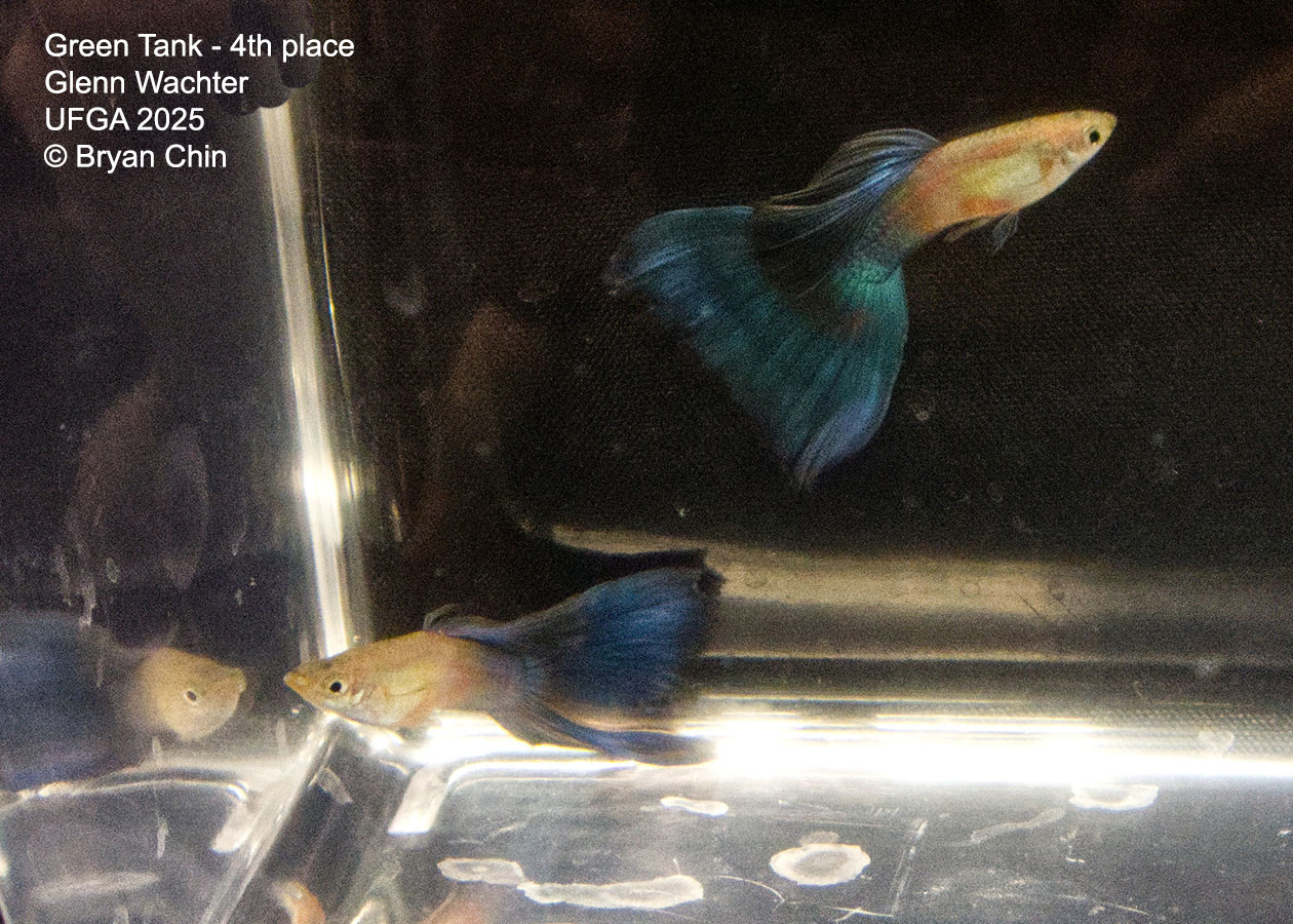 Guppy Green